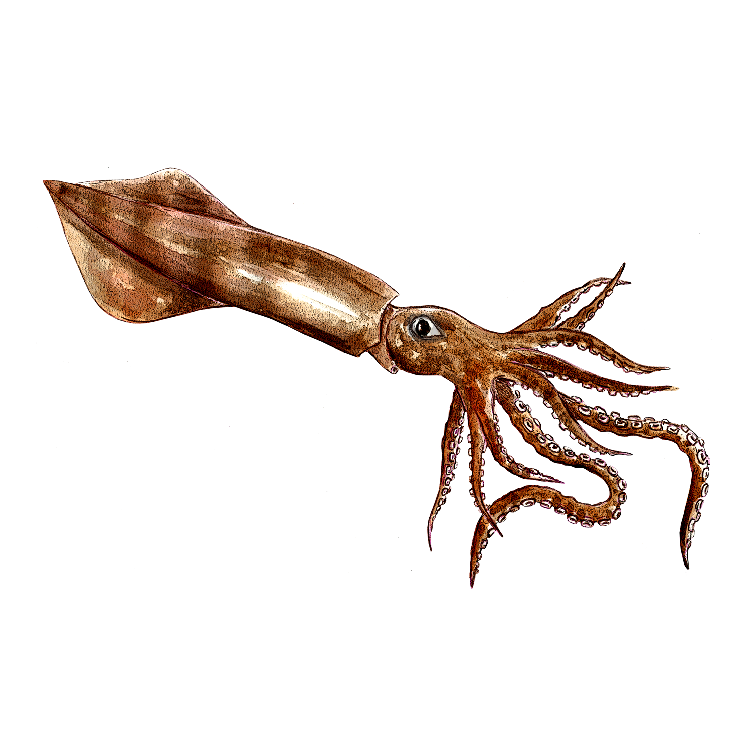 Giant Squid
